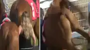 Yarış Atı, Ahır Çalışanına Tekme Attı: Hafif Yaralandı